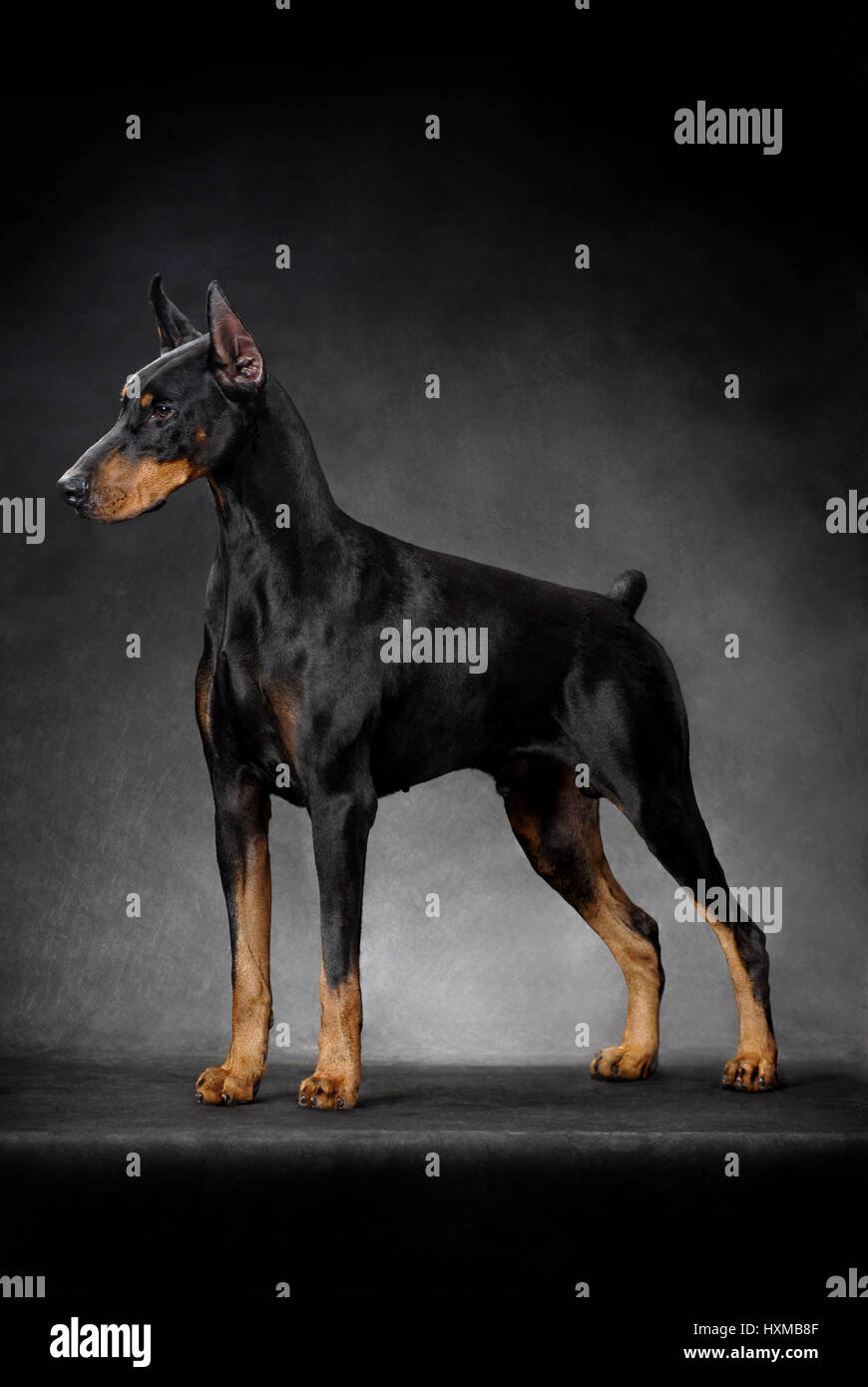 Doberman Pinscher Stockfoto