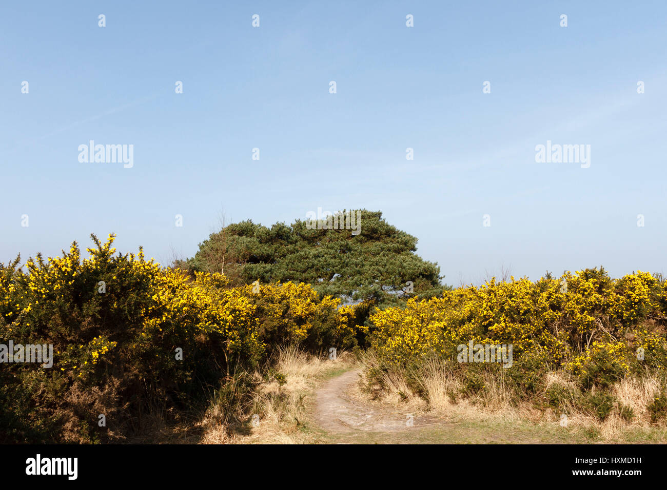 Szene der Heffalump Falle, wie in einer Winnie The Pooh-Geschichte erzählt von AA Milne.Gils Runde, Ashdown Forest, East Sussex, UK Stockfoto