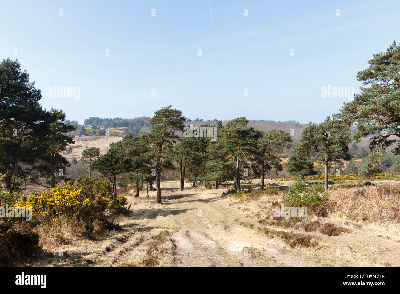 Ashdown Forest, East Sussex, UK Stockfoto