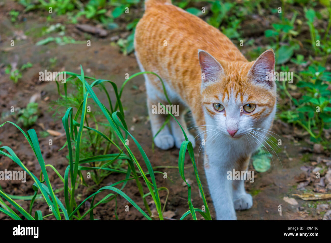 braune und weiße Wildkatze zu Fuß in Richtung und in die Kamera schaut Ina Jagd und aufmerksam schauen Stockfoto