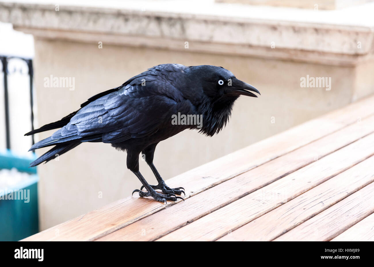 Australischer Raven. Corvus Coronoides, Cottesloe, Perth, Western Australia Stockfoto