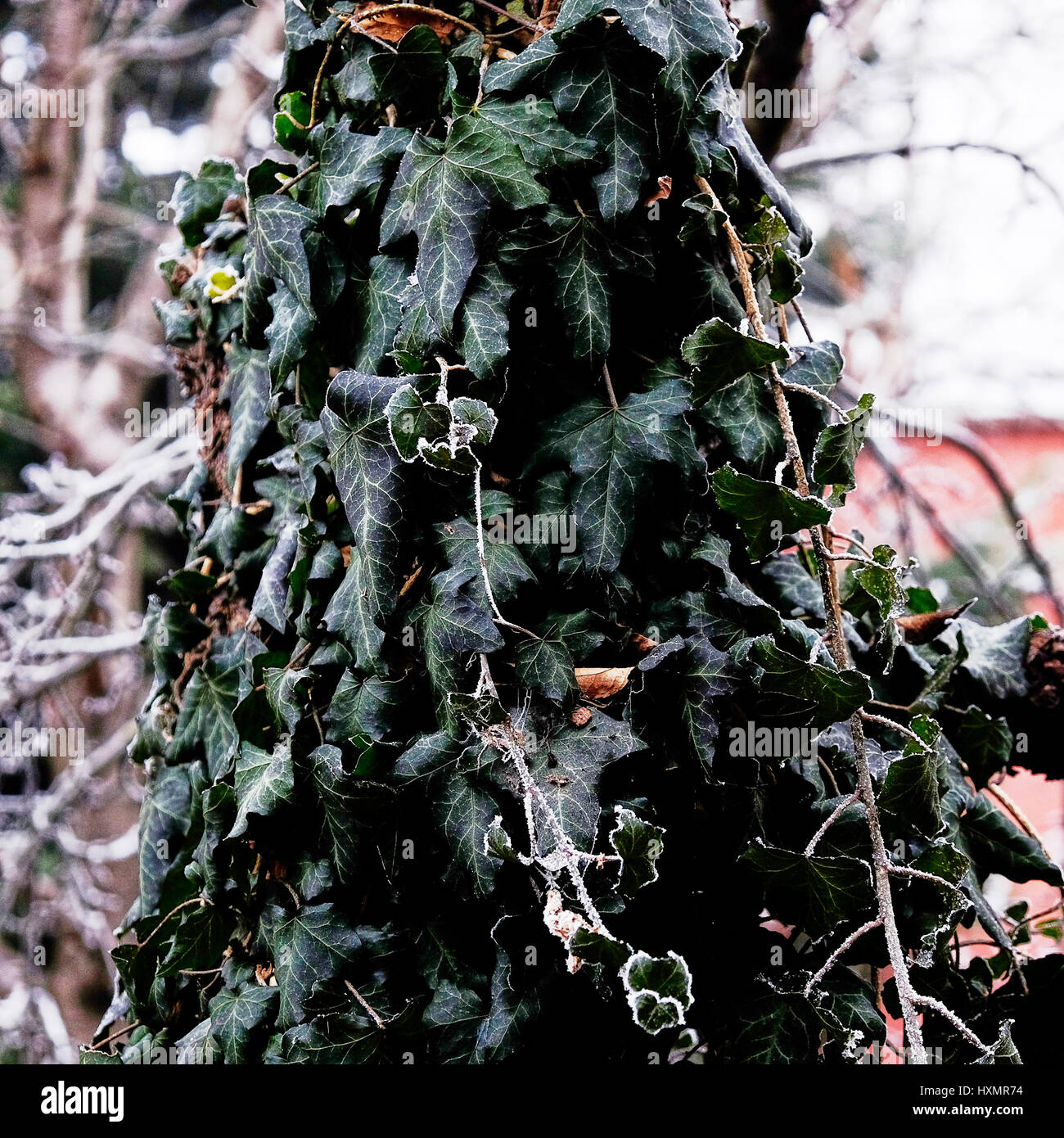 Efeu Blätter Winter Frost Baum Stockfoto