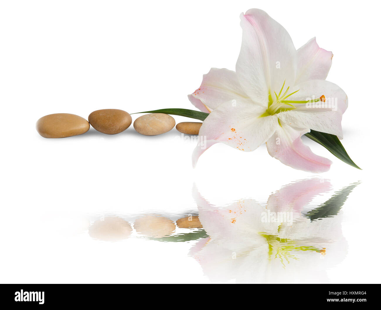 Spa.Lily Blume und Massage Steinen mit Wasserreflexion isoliert Stockfoto