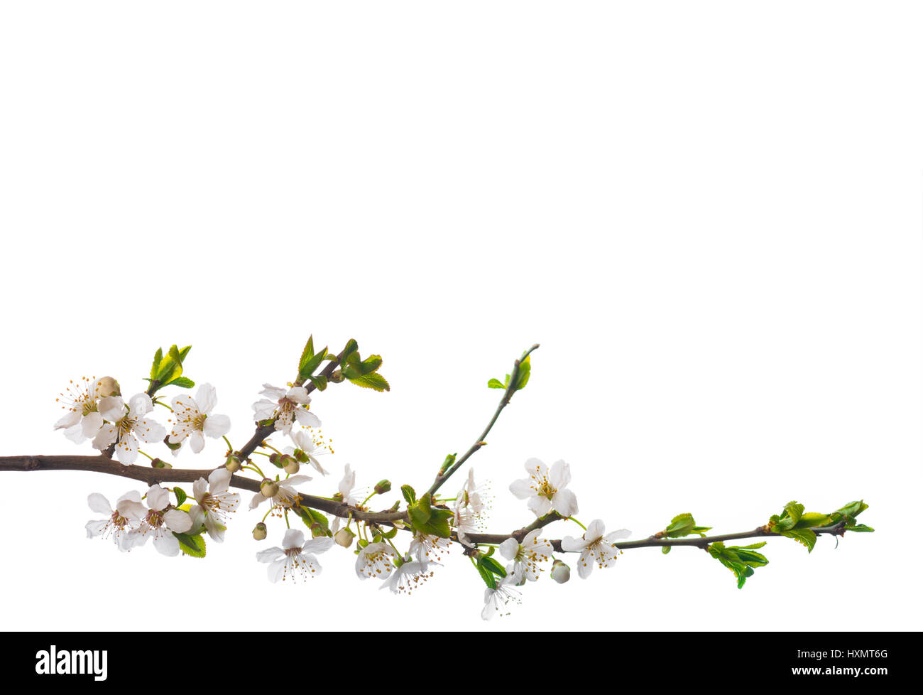 Blühende Kirschbäume Zweig isoliert Stockfoto