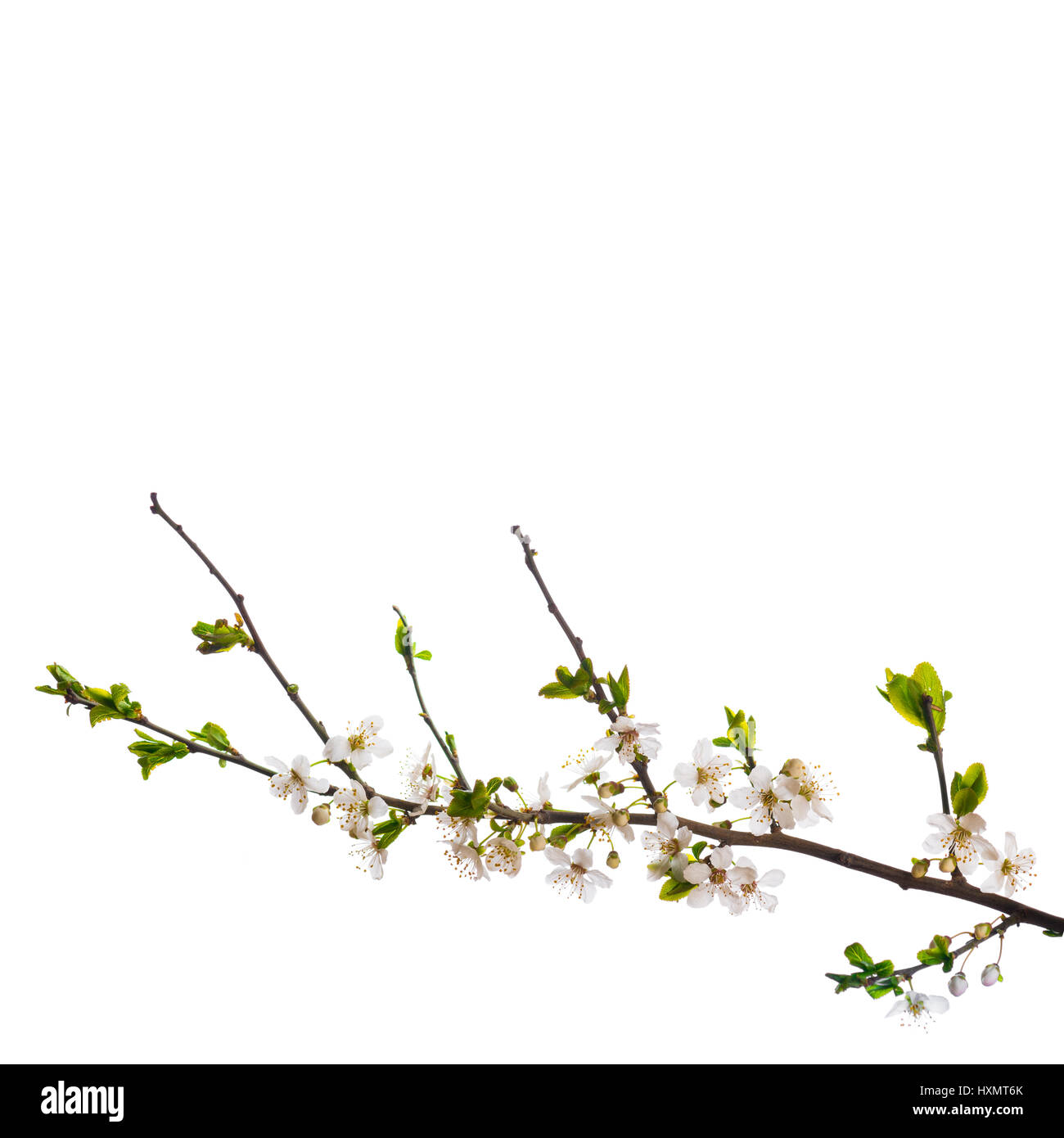 Blühende Kirschbäume Zweig isoliert Stockfoto