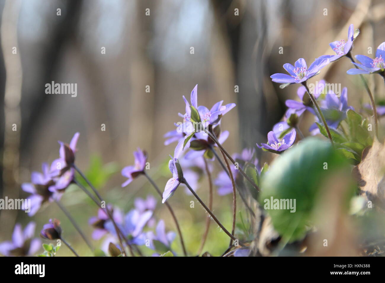 wilde Blumen im Frühlingswald Stockfoto