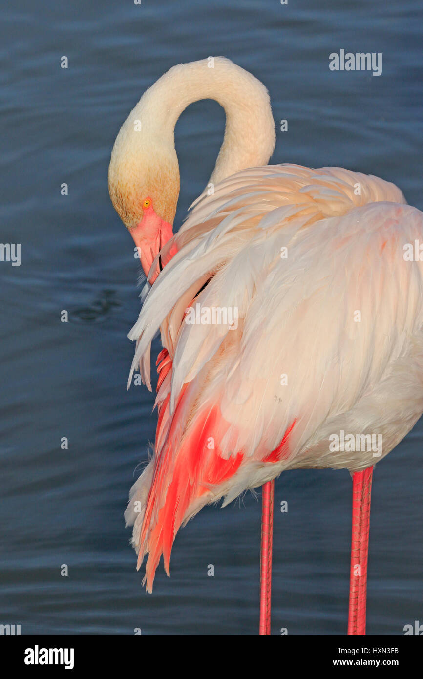 Größere Flamingo putzen am Pont de Gau in der Camargue-France Stockfoto