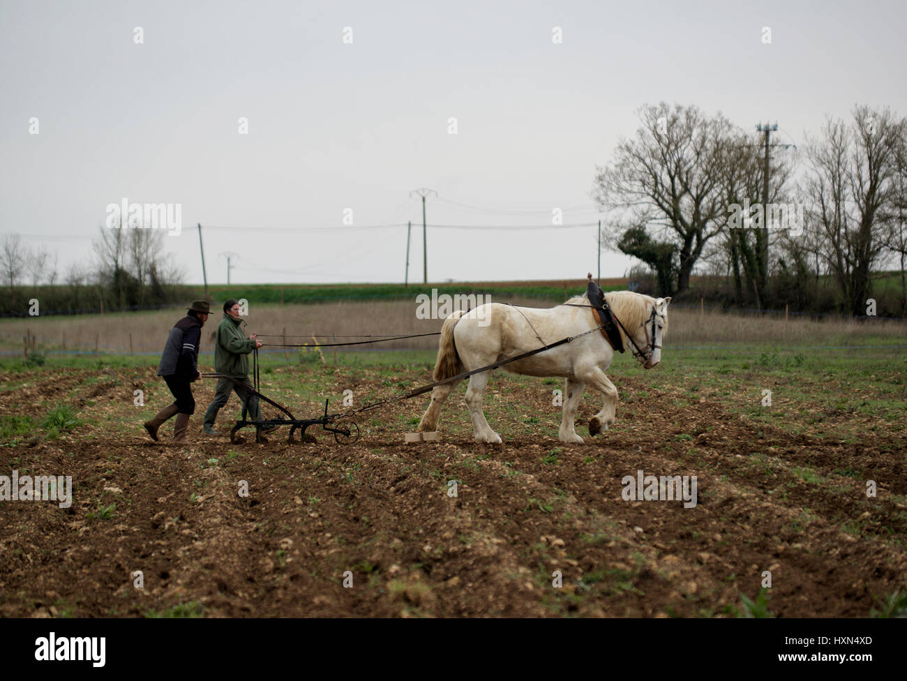 Pferd Pflügen in Frankreich Stockfoto