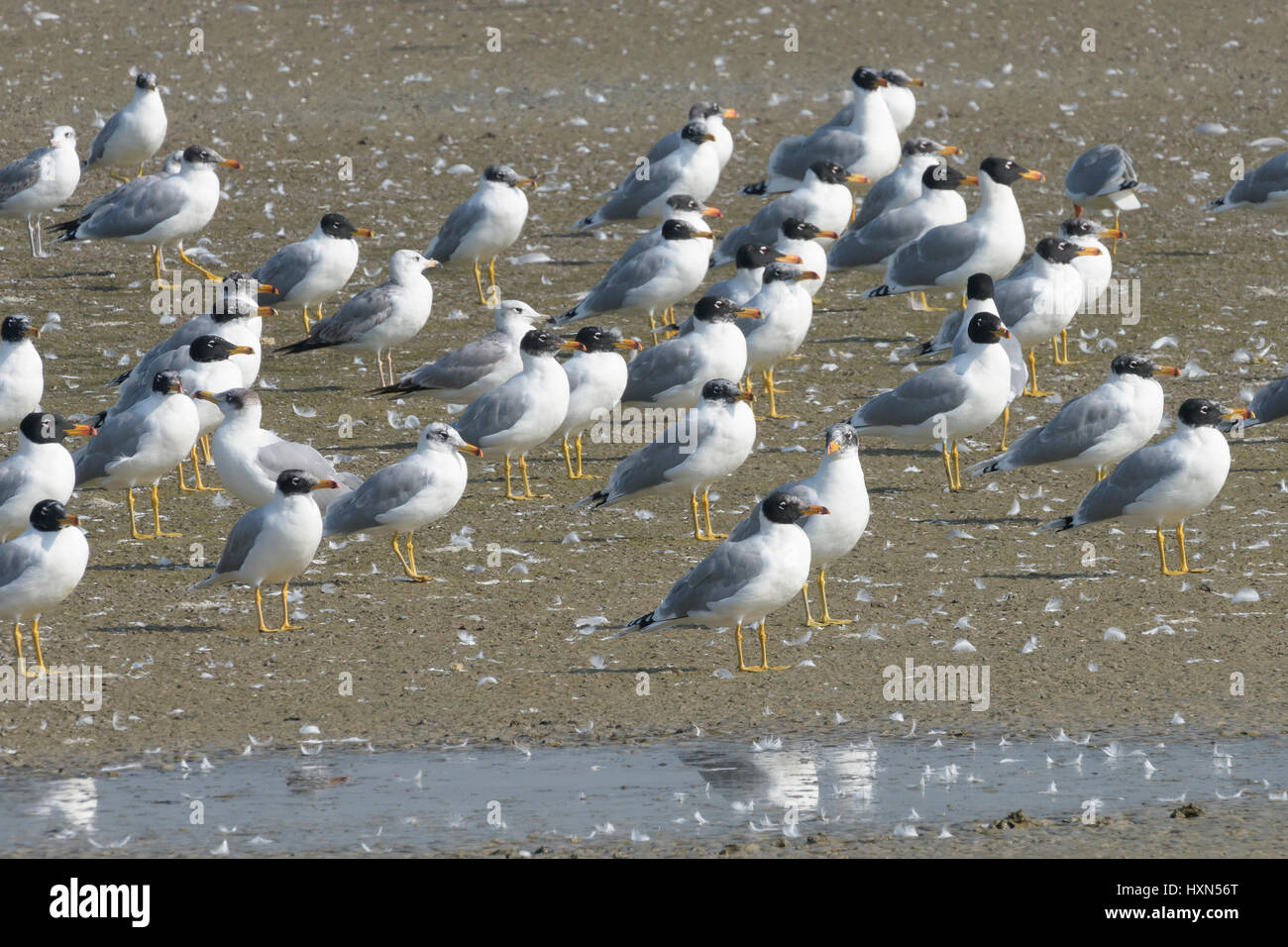 Überwinternde Herde von Pallas die Möwen (Larus Ichthyaetus) - früher bekannt als große unter der Leitung von Balck Möwe auf einer Fischfarm in Nordisrael. Januar 2015. Stockfoto