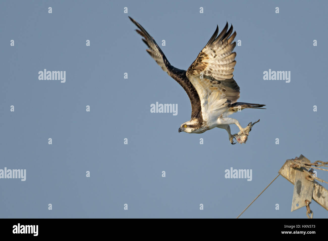 Fischadler (Pandion Haliaetus) Erwachsene im Flug mit Fisch Beute auf einer Fischfarm in Nordisrael. Januar 2015. Stockfoto