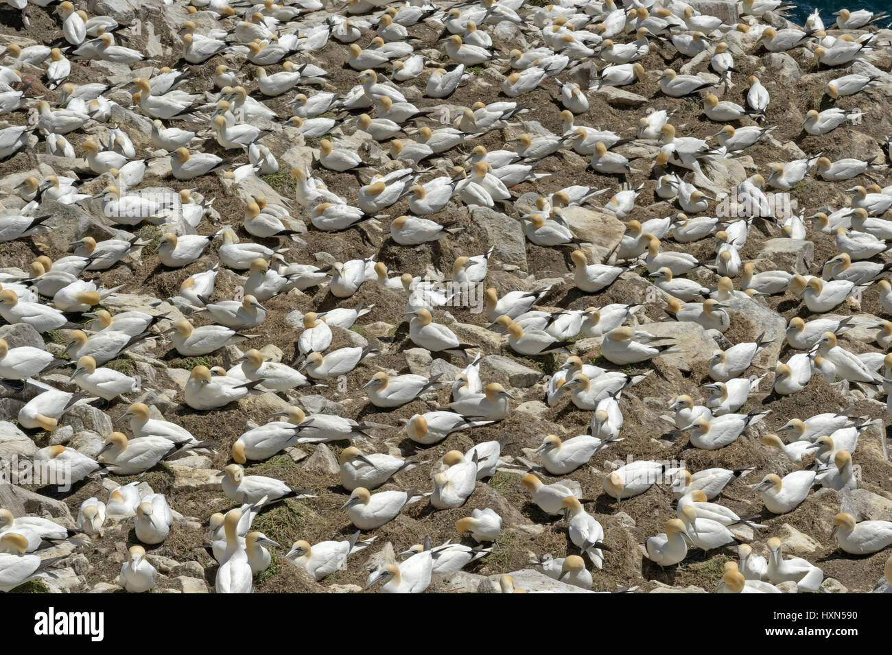 Verschachtelung Kolonie der Basstölpel (Morus Bassanus). Große Saltee Insel, Co. Wexford, Irland. April. Stockfoto