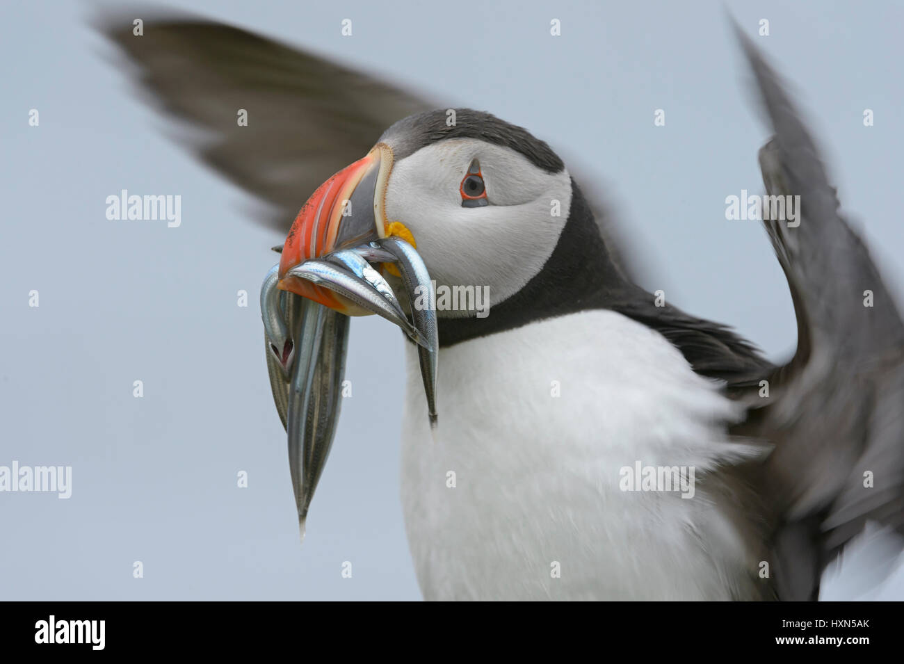 Papageitaucher (Fratercula Arctica) Sommer Erwachsenen Wiedereinstieg in den Fuchsbau mit Bill voller Sandaale nisten. Isle of Lunga, Treshnish Inseln, Schottland. Juni. Stockfoto