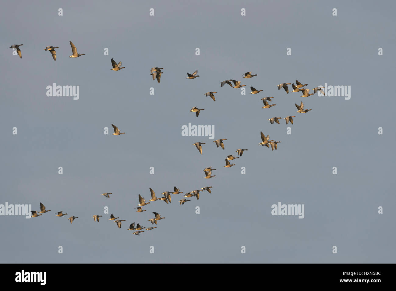 Dawn Flug der Pink-footed Gänse (Anser Brachyrhynchus) bei Snettisham RSPB reserve, Norfolk, England. November. Stockfoto