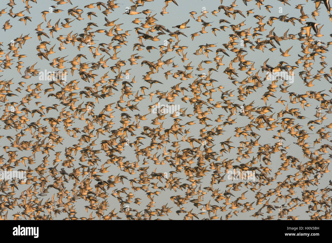 Herde von Knutt (Calidris Canutus) im Flug bei Snettisham RSPB reserve, Norfolk, England. November. Stockfoto