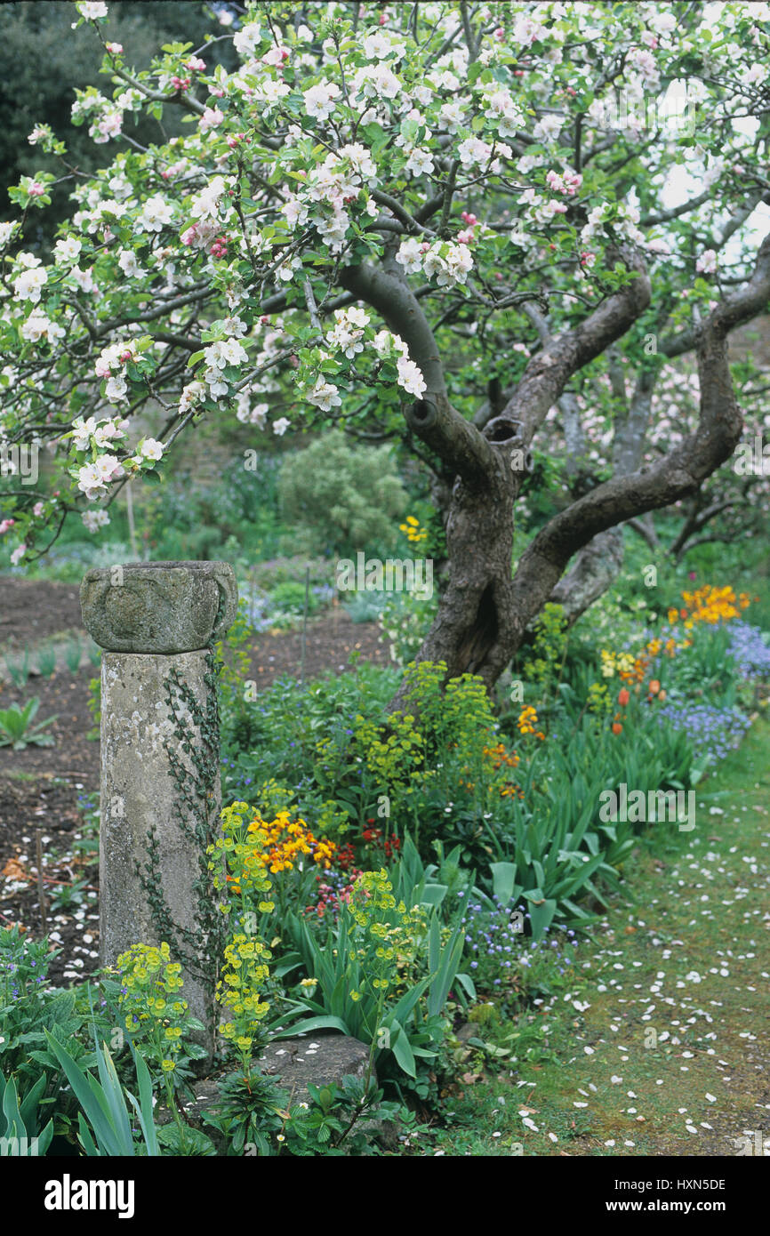 Garten mit blühenden Baum. Stockfoto