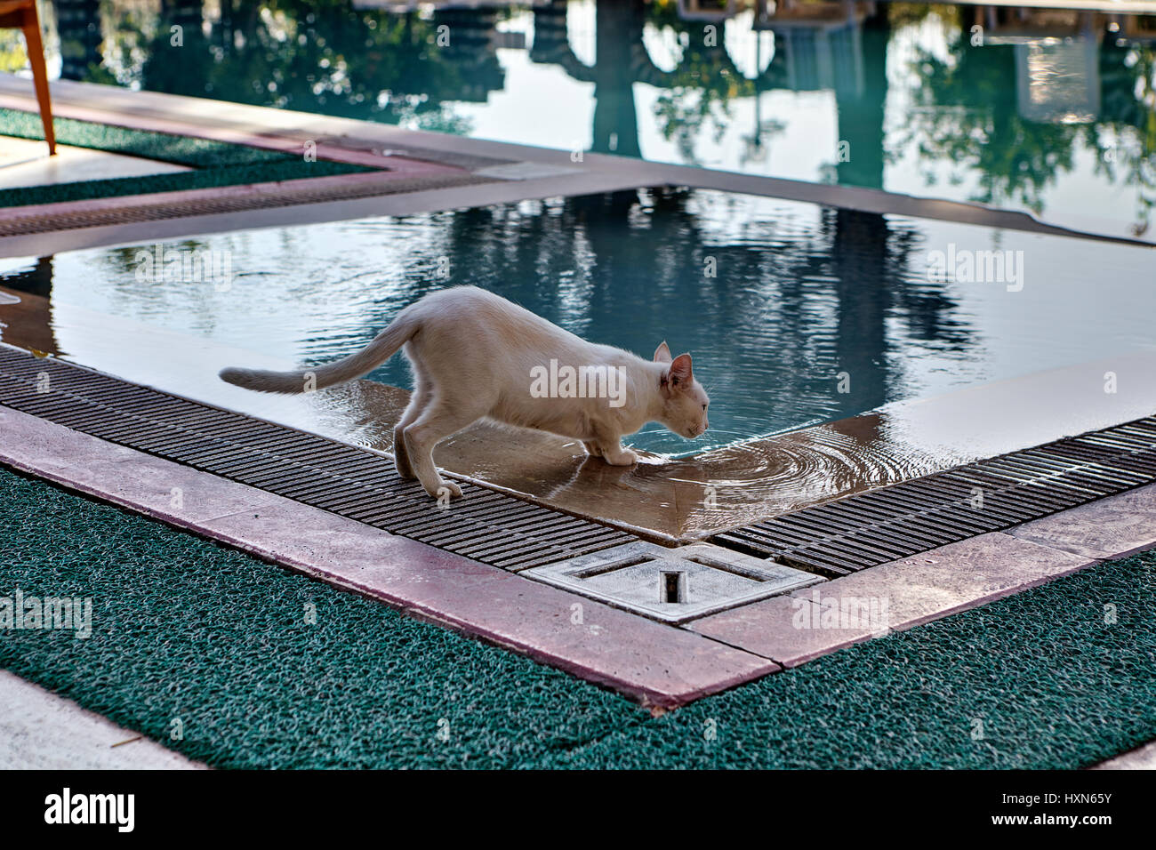 Kurzhaar Katze dünn Creme eingefärbt, trinkt Wasser aus dem Schwimmbecken im Freien im Sommertag. Stockfoto