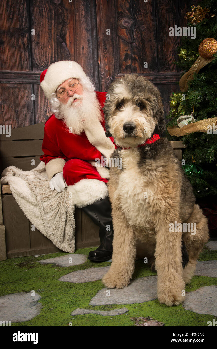 Weihnachtsmann mit einem Bernadoodle bei Lucky Dog Rescue Spendenaktion Stockfoto