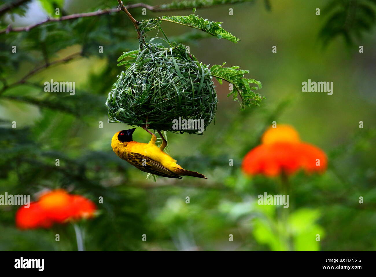 Afrikanische Masked Weaver, südlichen maskierte Weber Ploceus Velatus Nestbau Stockfoto