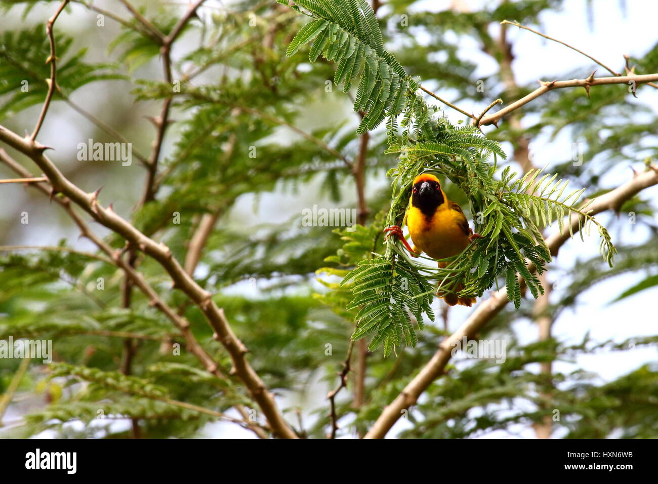Afrikanische Masked Weaver, südlichen maskierte Weber Ploceus Velatus Nestbau Stockfoto