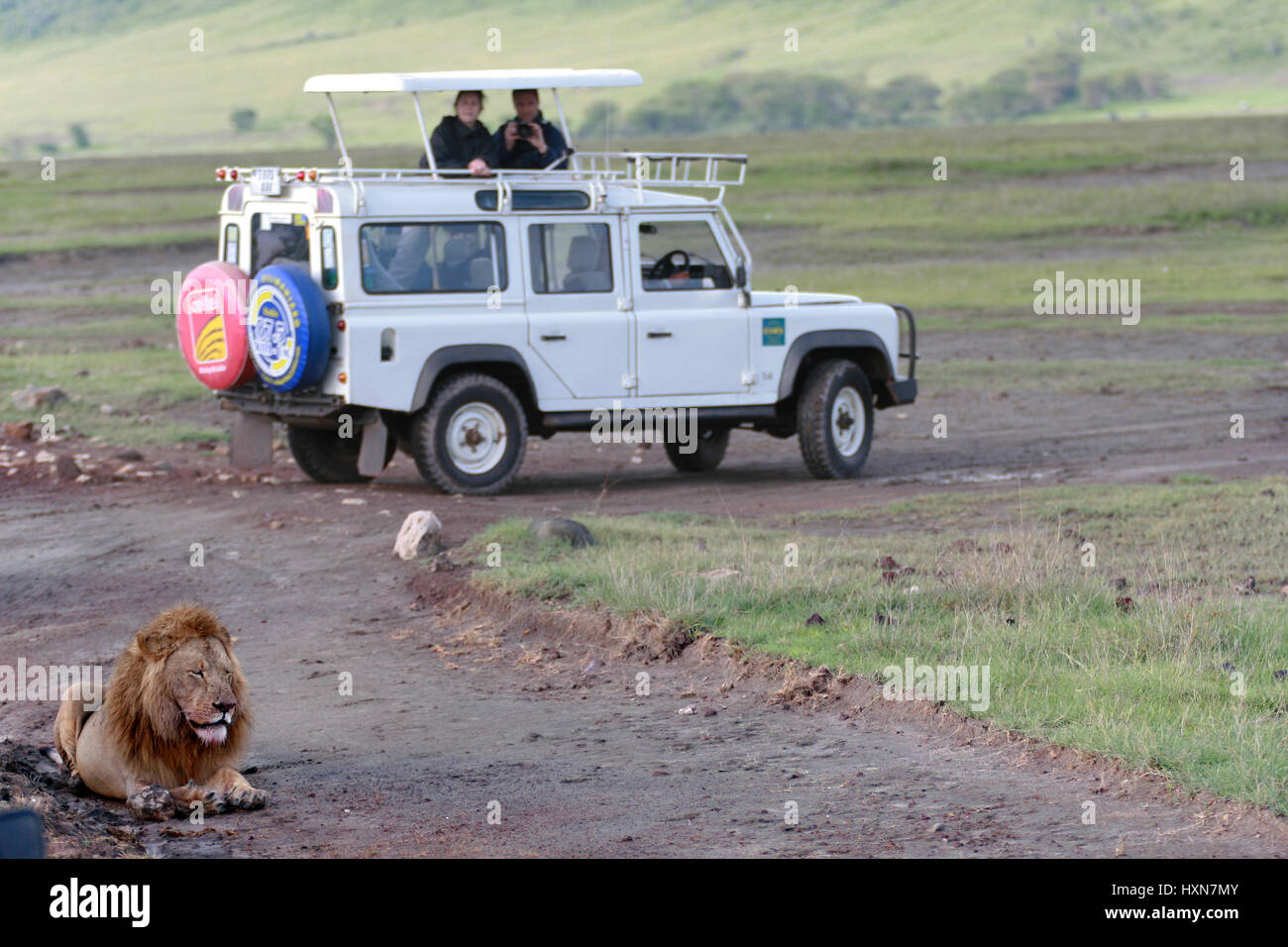 Ngorongoro Conservation Area, Tansania - 13. Februar 2008: Touristen beobachten wilde Löwen, während im weißen Jeep Jeep Safari in die Nationalparks Stockfoto