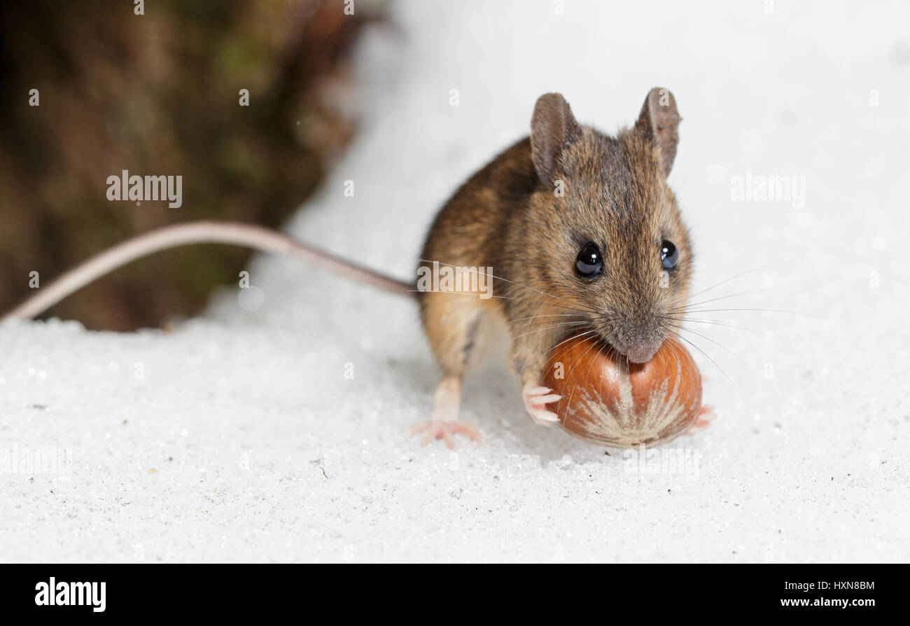 Waldmaus mit Haselnuss auf eisigen Schnee Stockfoto