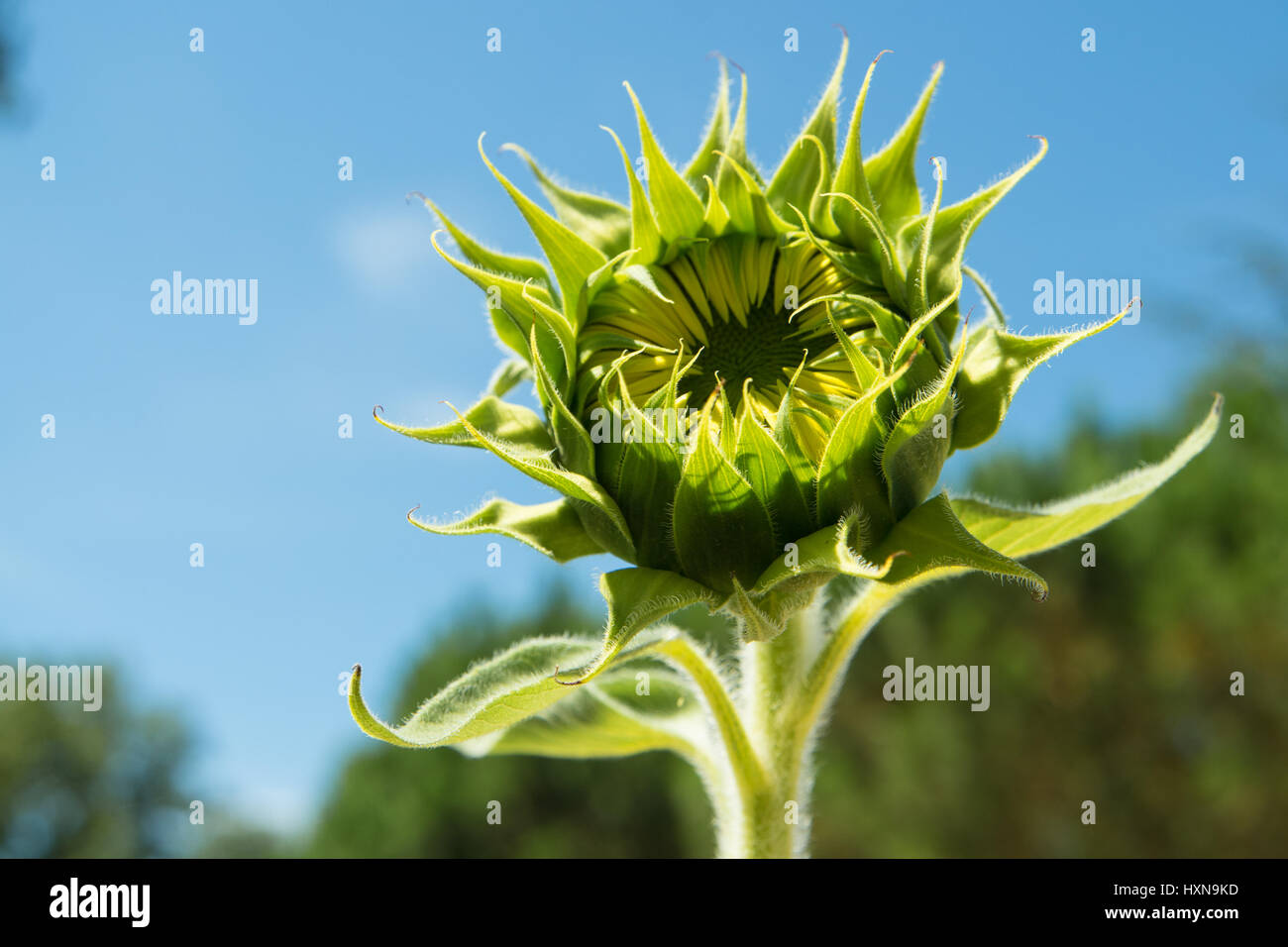 Nahaufnahme einer einzelnen Sonnenblumenknospe mit blauem Himmel Hintergrund Stockfoto