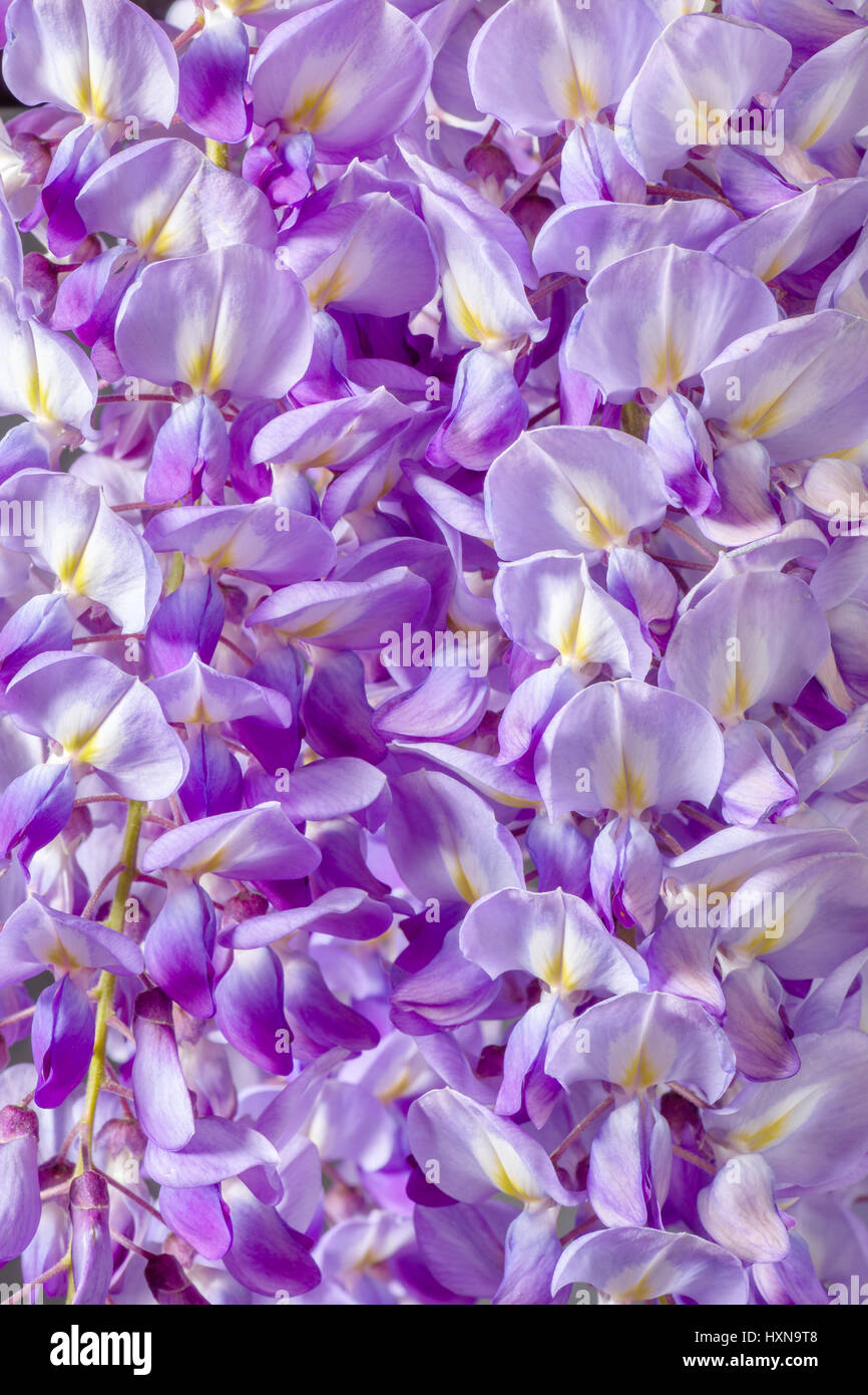Nahaufnahme von Violet Wisteria Blumen Stockfoto