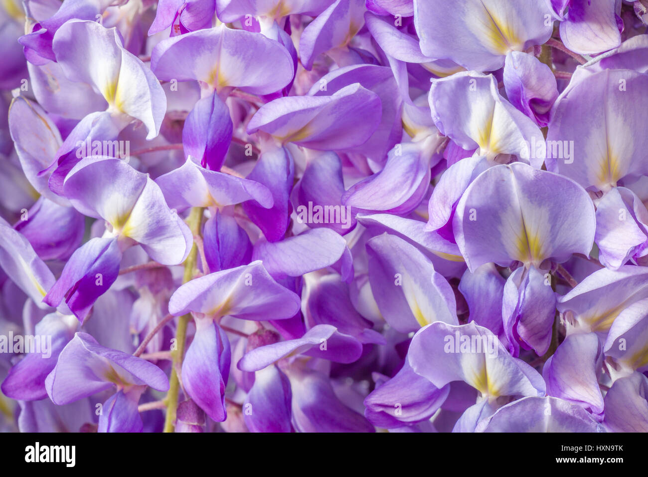 Nahaufnahme von Violet Wisteria Blumen Stockfoto