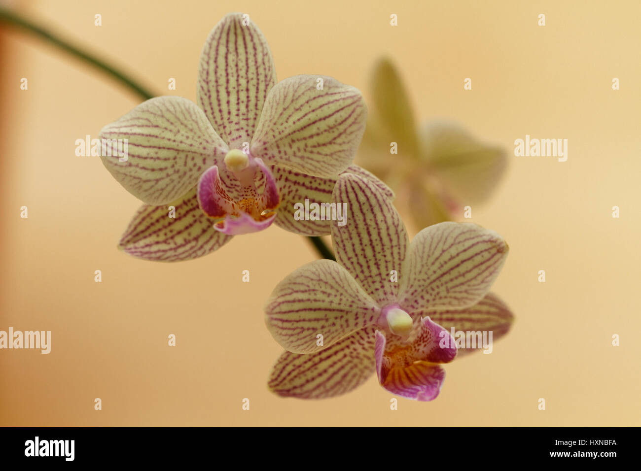 Close-up Aufnahmen von Blumen Stockfoto