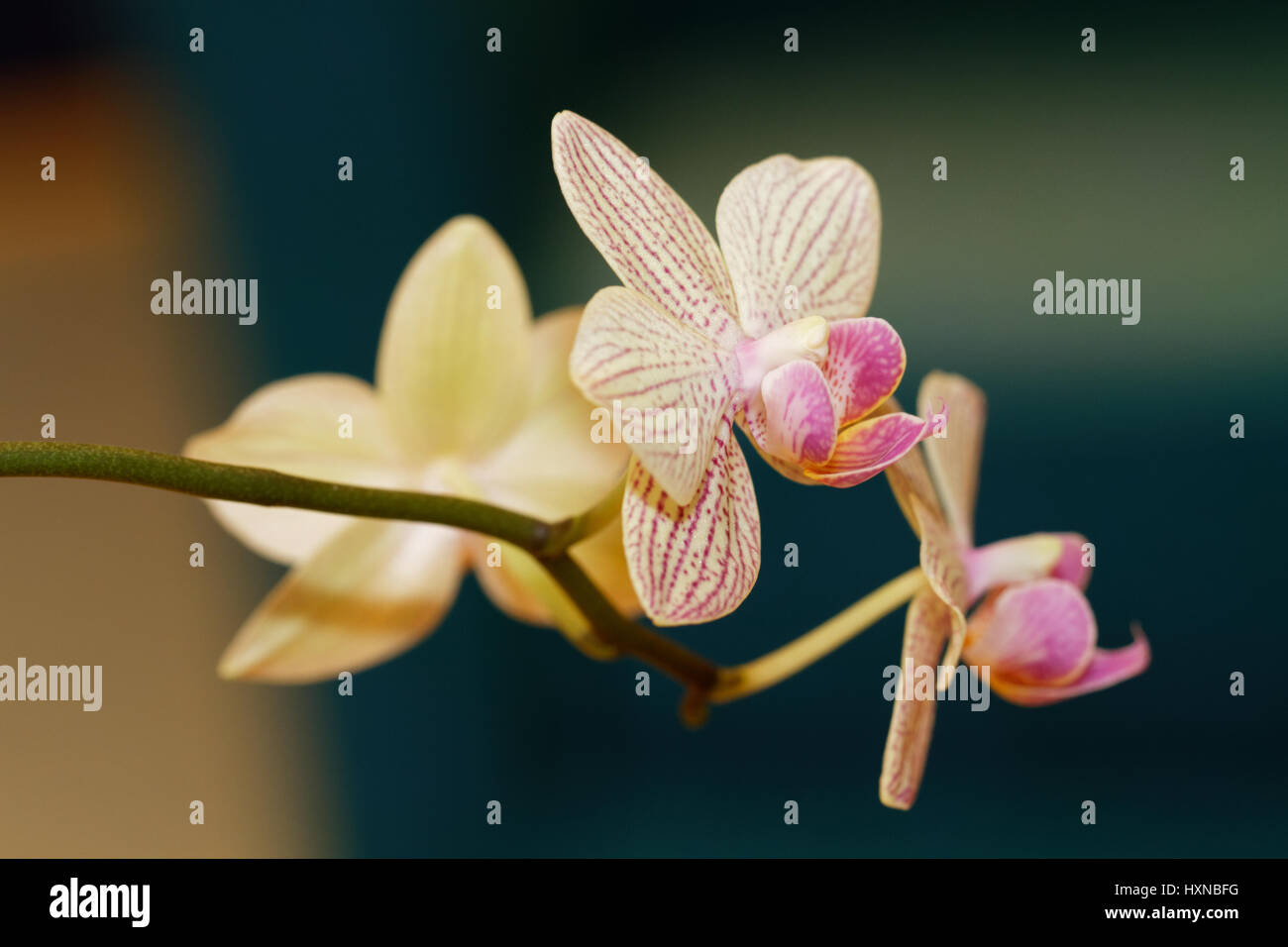 Close-up Aufnahmen von Orchidee blüht Stockfoto