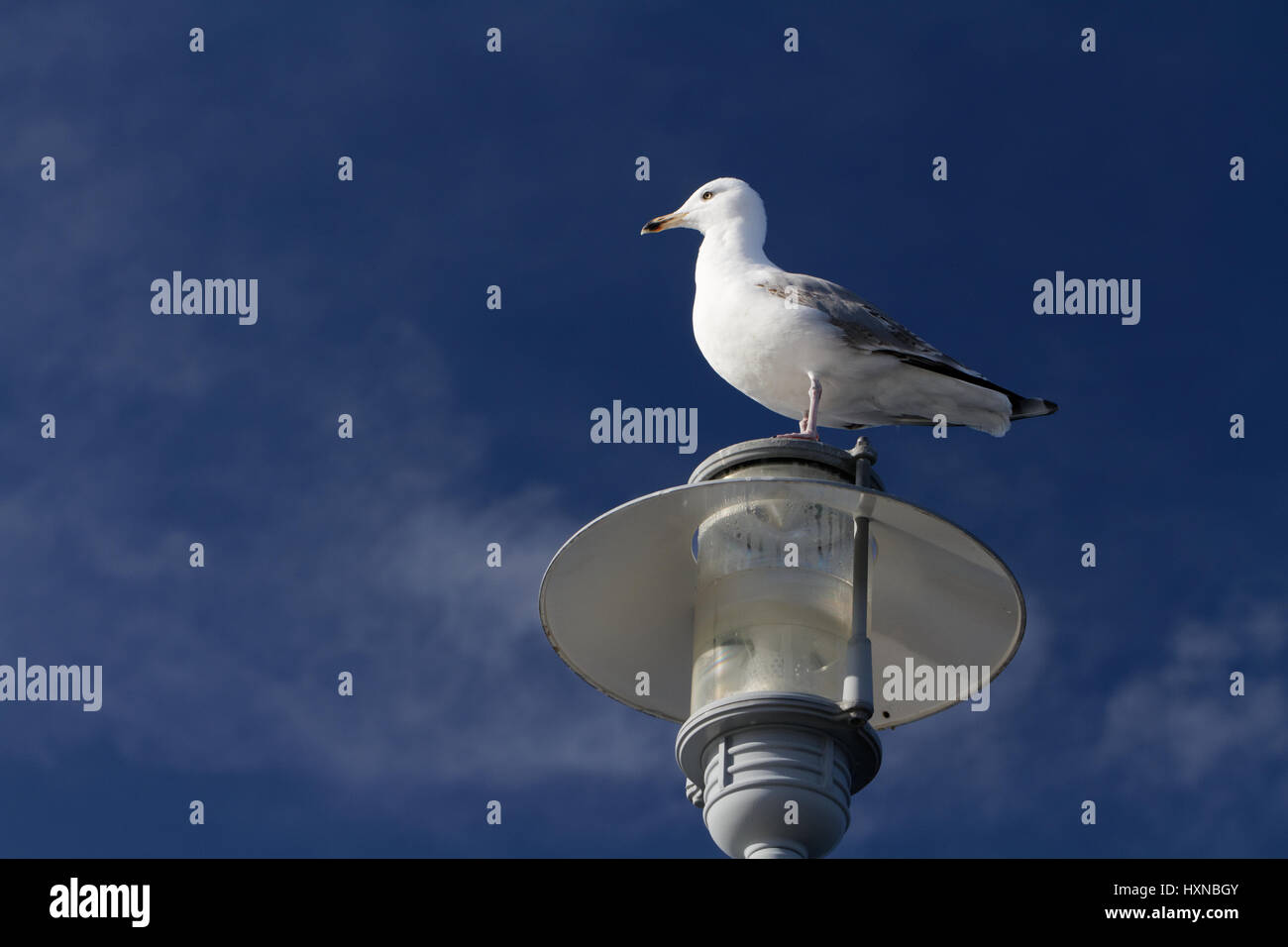 Möwe sitzt auf einer Lampe Stockfoto