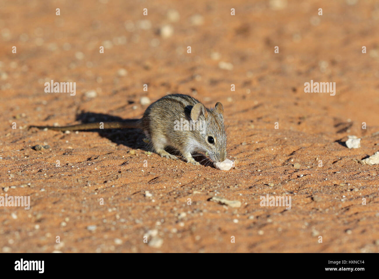 Vier-gestreiften Rasen Maus Stockfoto
