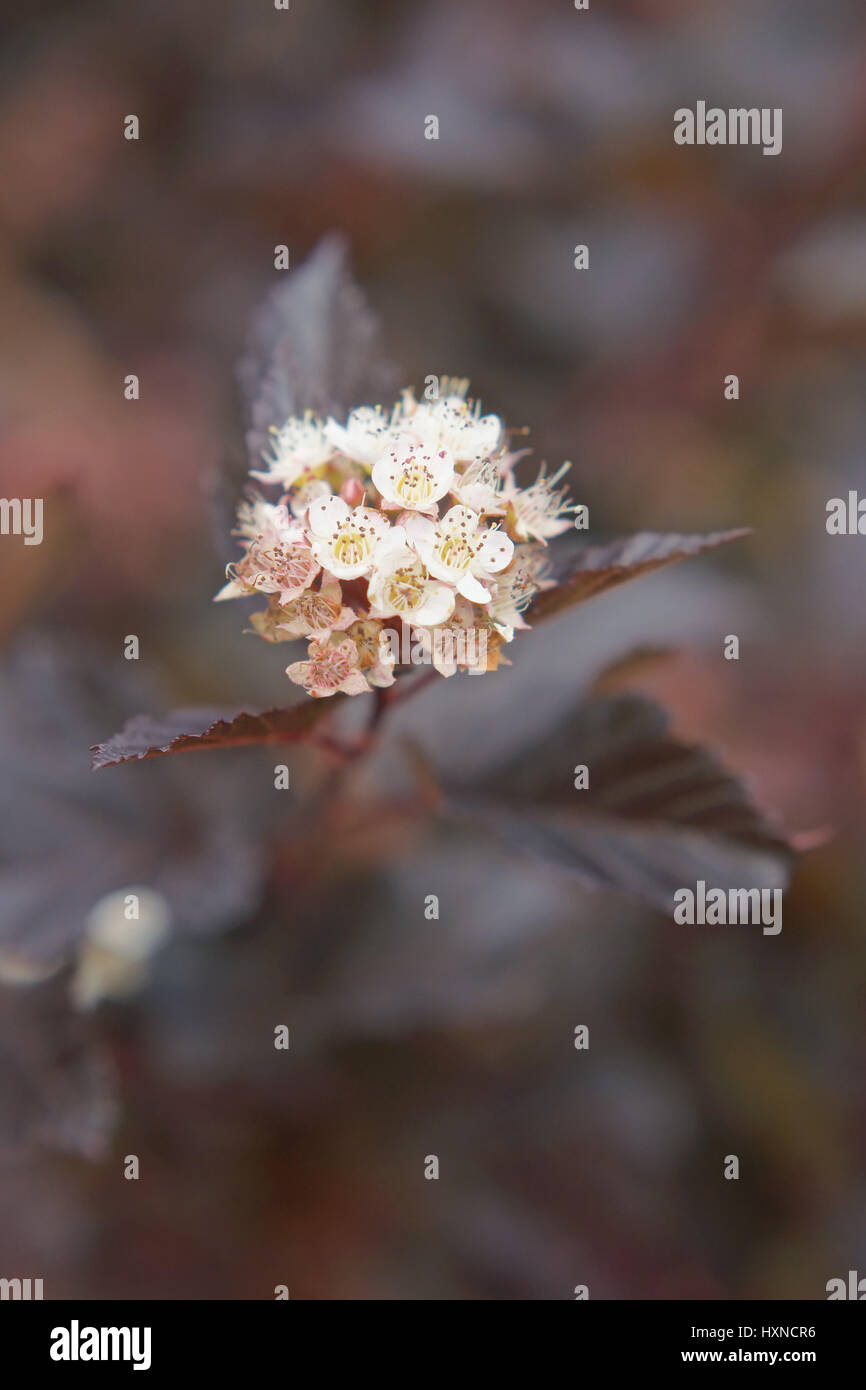 Physocarpus Opulifolius 'Summer Wine' Stockfoto