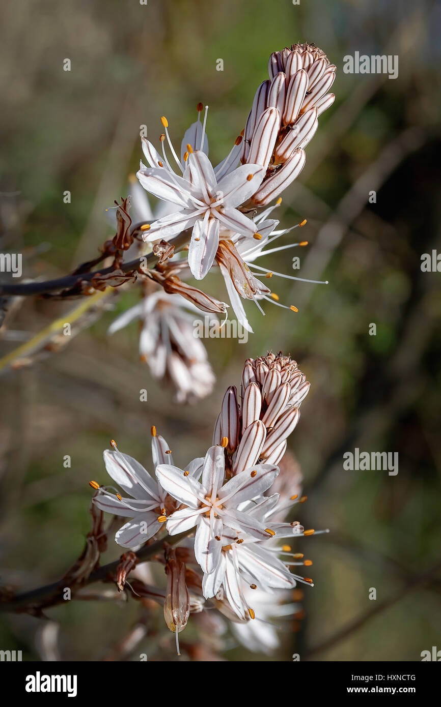 Asphodelus ist eine Gattung von Pflanzen der Familie Liliaceae, umfasst mehrere Krautpflanzen, allgemein bekannt unter dem gemeinsamen Namen asfodelo Stockfoto