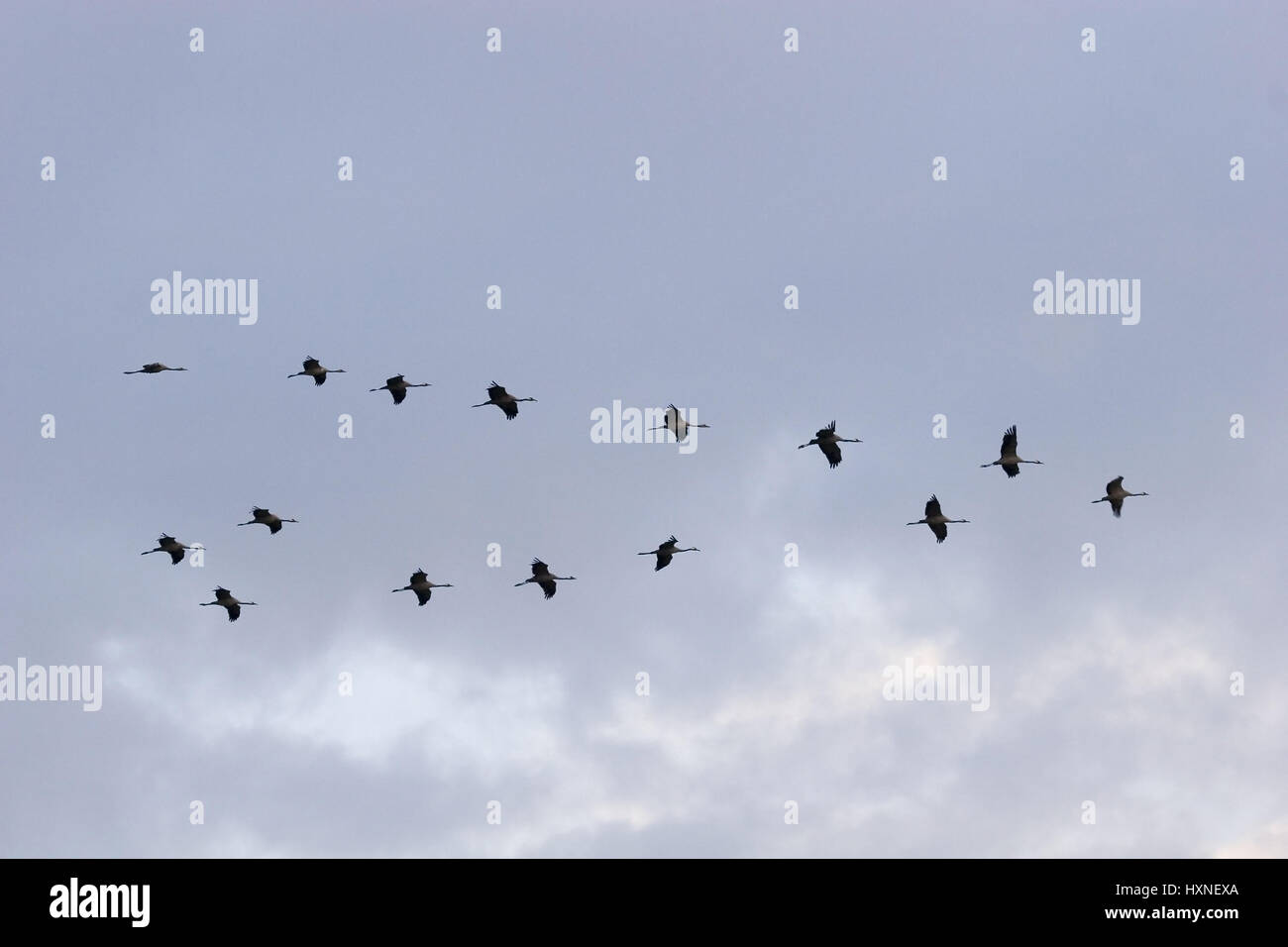 Kraniche fliegen um ihr Schlafplatz in Masuren Polen, Kraniche Fliegen Zu Ihren Schlafplatz in Den Masuren Polen Stockfoto