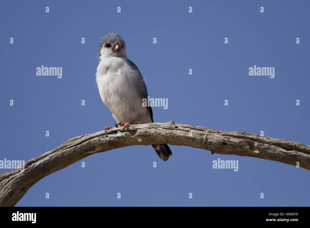 Midget Falke, Polihierax Semitorquatus - Pygmy Falcon, Zwergfalke |  Polihierax Semitorquatus - Pygmy Falcon Zwergfalke Maennchen Kalahari Gemsbock Stockfoto