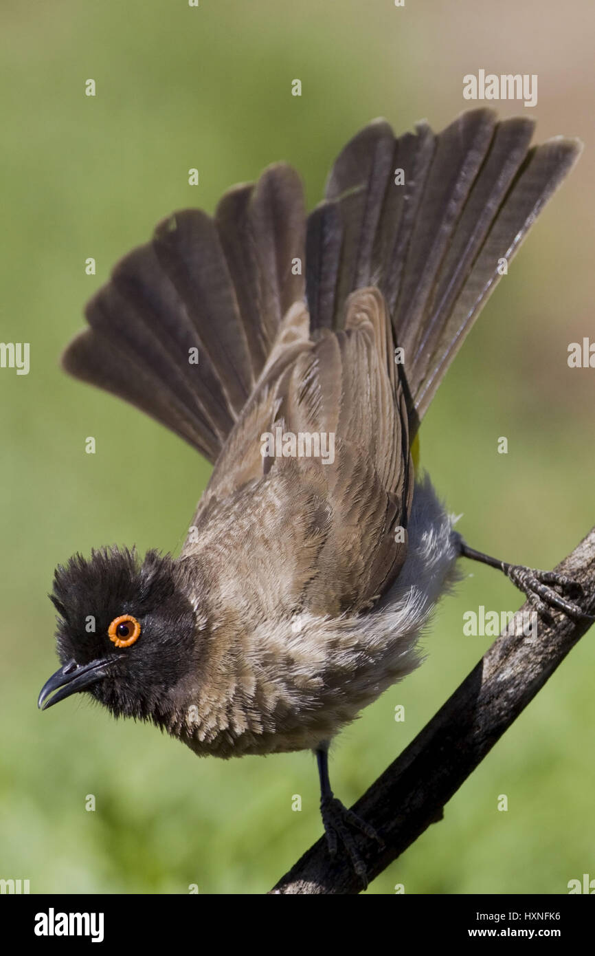 Maskenbuelbuel, Pycnonotus Nigricans - Red eyed Bulbul, Maskenbuelbuel | Pycnonotus Nigricans - Red eyed Bulbul in der Naehe der Wasserstelle Farm Stockfoto