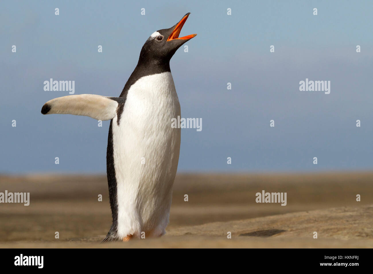 Esel-Pinguin - Antarktis, Eselspinguin - Antarktis Stockfoto