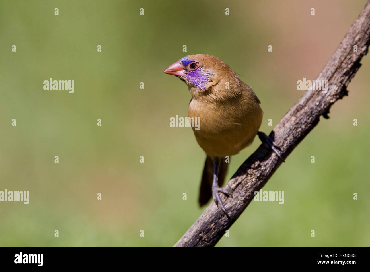 Granatastrild. GRANATINA - violett eared Wellenastrild Granatastrild | Uraeginthus Granatina - violett eared Wellenastrild Granatastrild Maennchen Bauernhof Ondekaremb Stockfoto