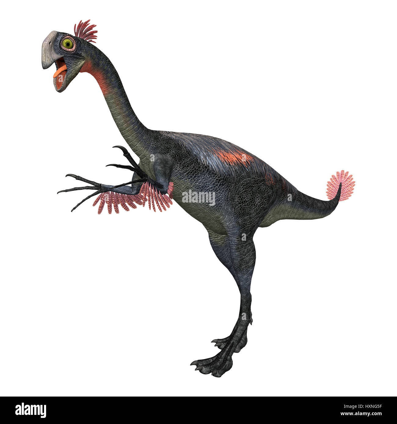 3D Rendering von einem Dinosaurier Gigantoraptor isoliert auf weißem Hintergrund Stockfoto