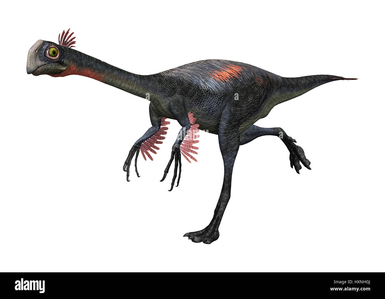 3D Rendering von einem Dinosaurier Gigantoraptor isoliert auf weißem Hintergrund Stockfoto
