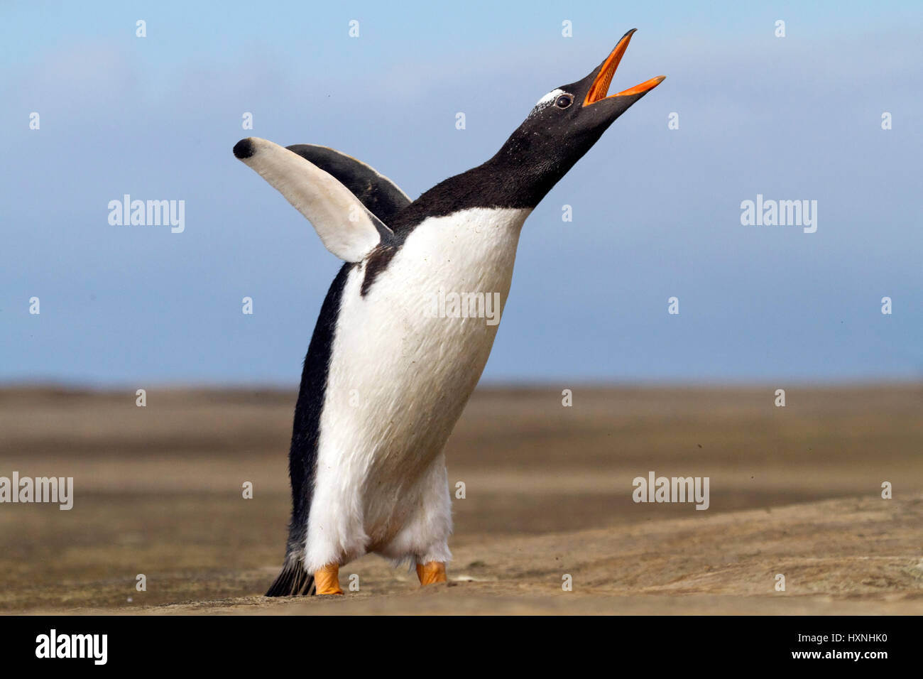 Esel-Pinguin - Falkland-Inseln, Eselspinguin - Falkland Inseln Stockfoto