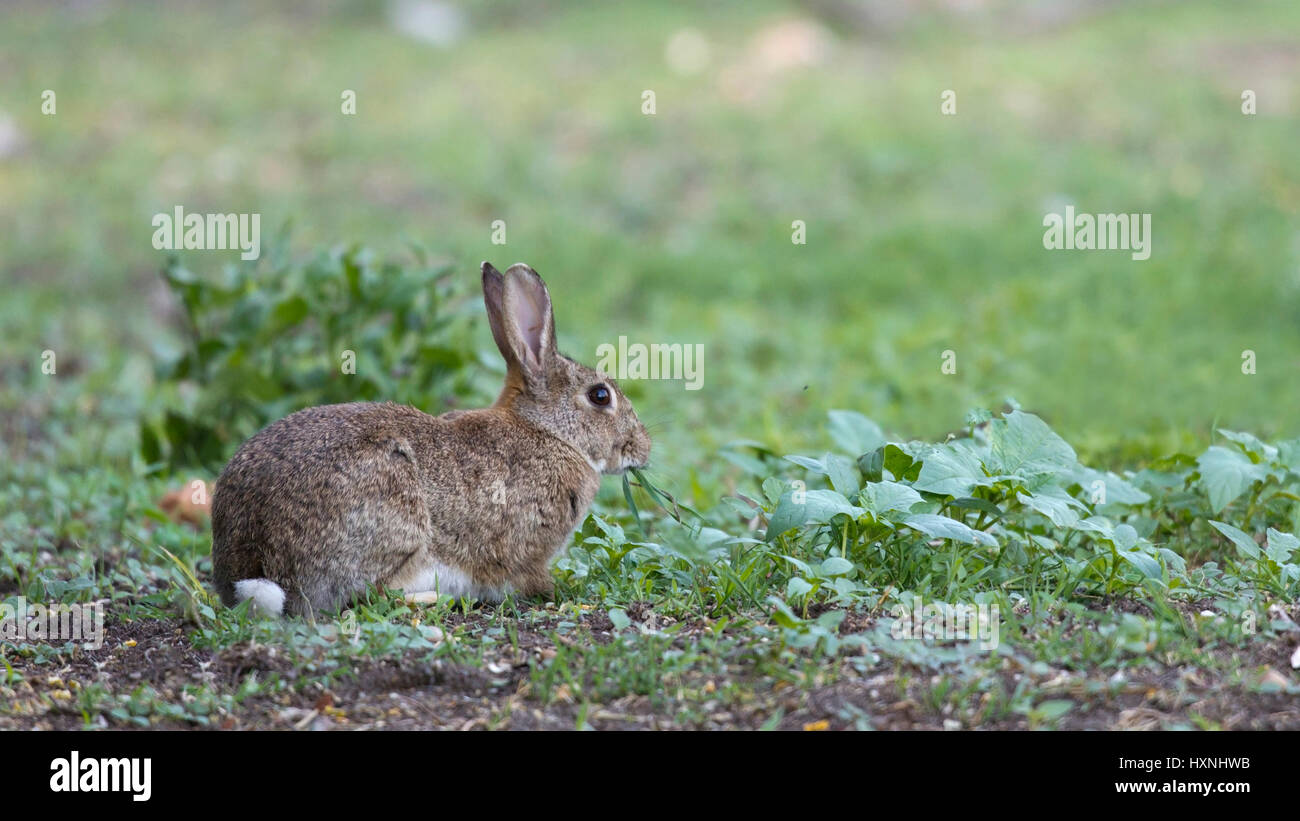 Kaninchen auf Nahrung suchen, Kaninchen Auf Nahrungssuche Stockfoto