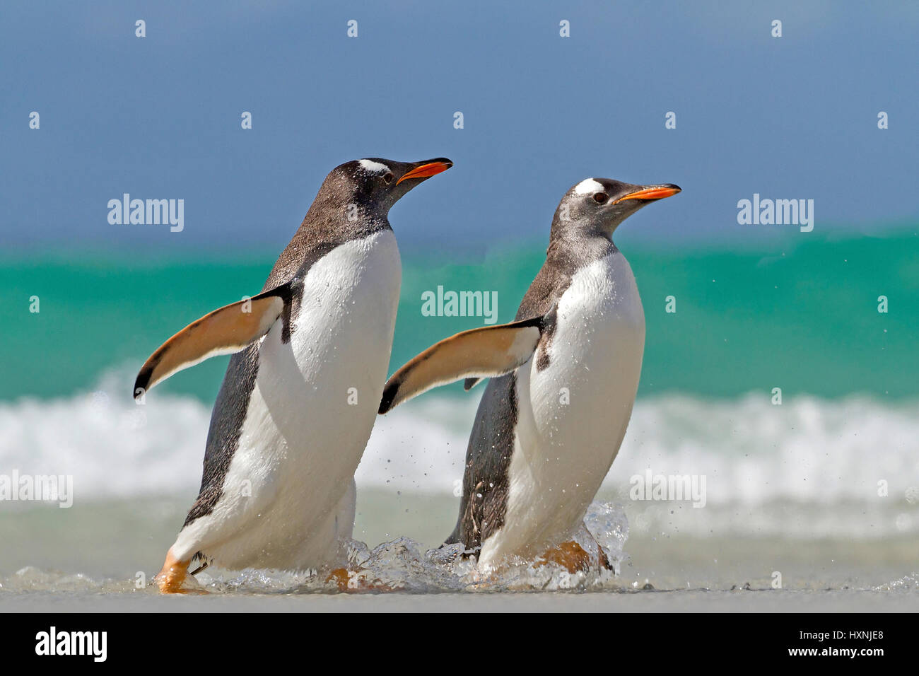 Esel-Pinguin - Falkland-Inseln, Eselspinguin - Falkland Inseln Stockfoto