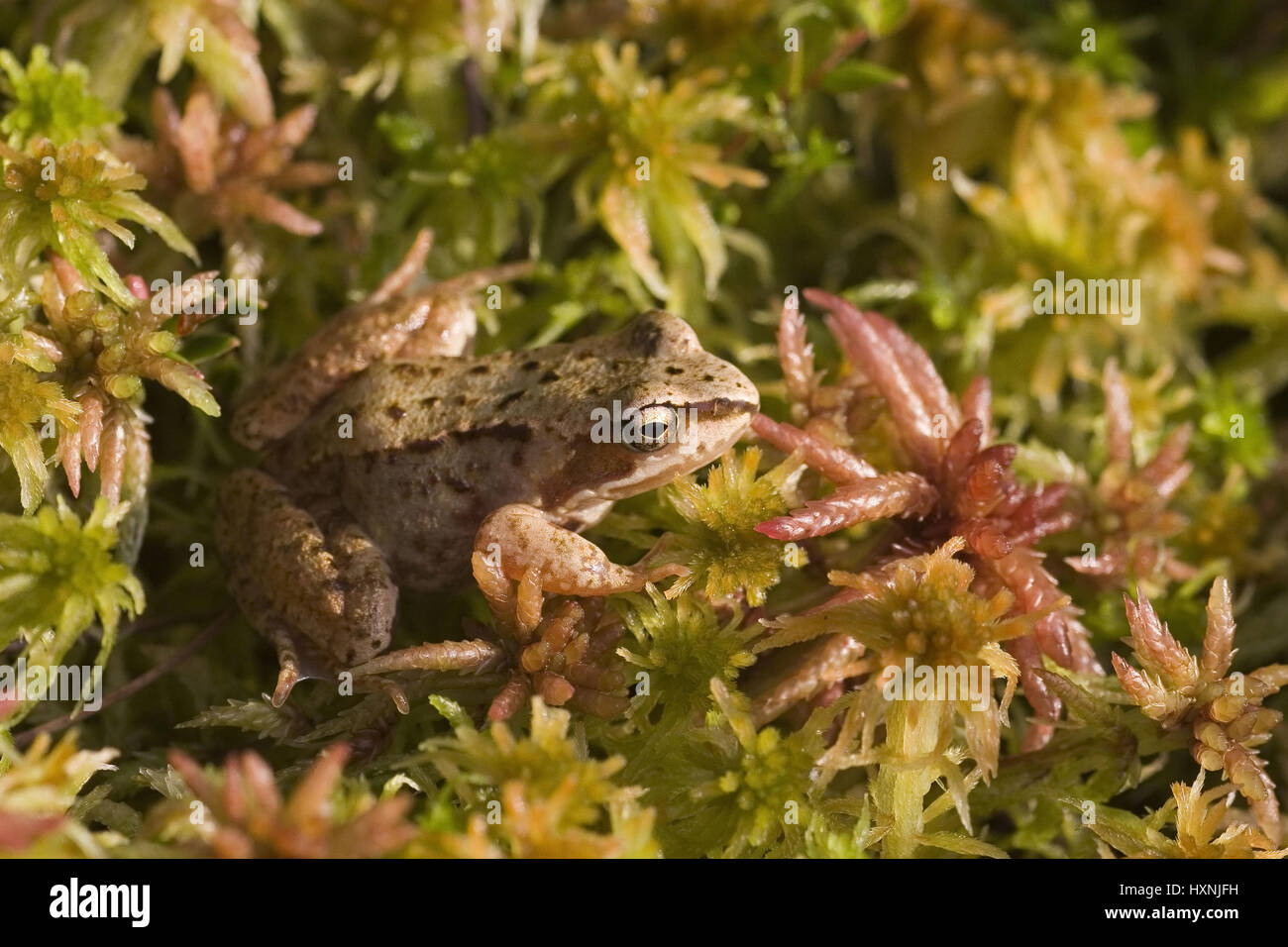 Junger Rasen Frosch sitzt in der Ufervegetation von einem Moorsee. (Torfmoos) Masuren Polen, Junger Grasfrosch Sitzt in der Ufervegetation Eines Moorsees. Stockfoto