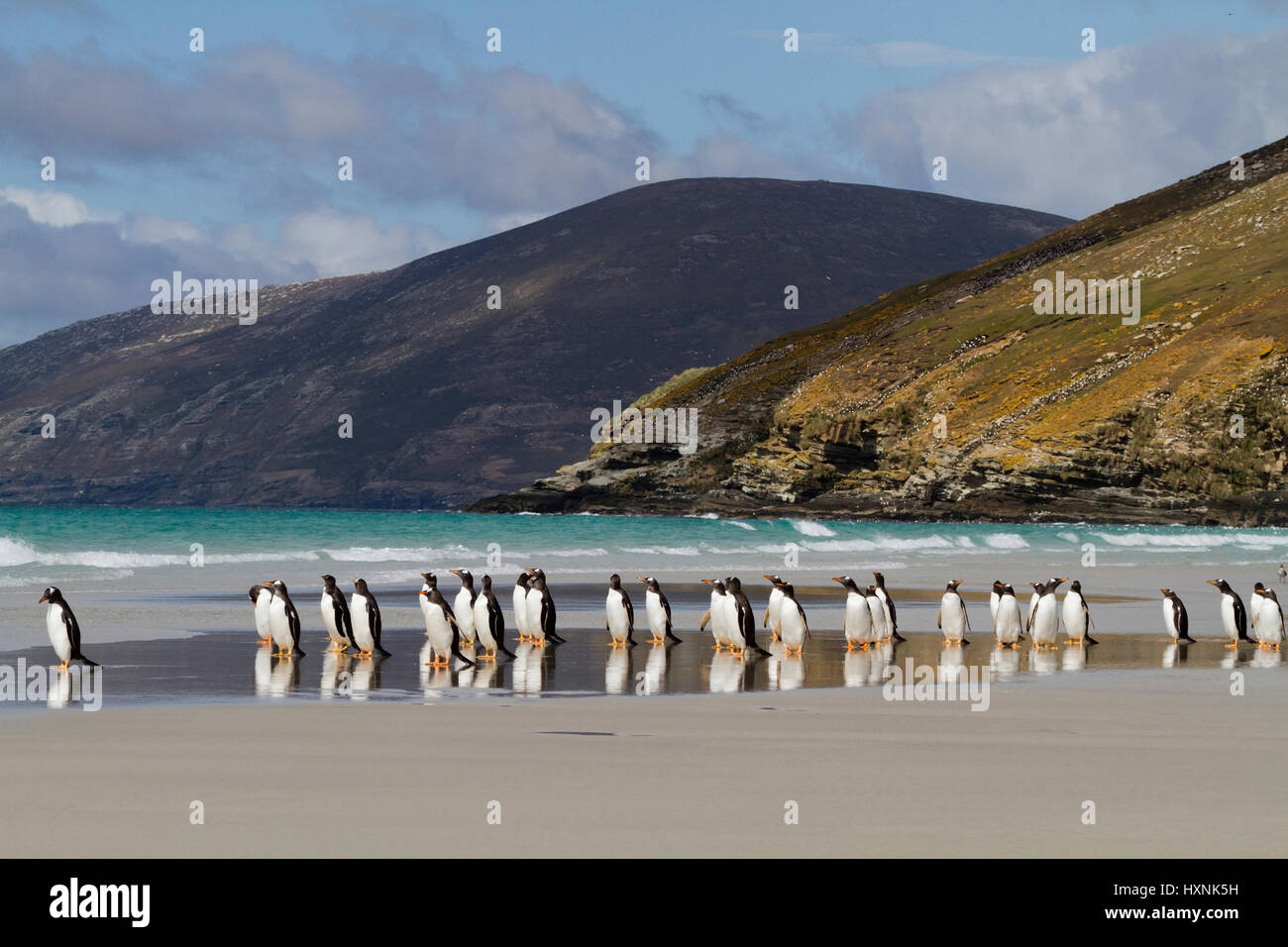 Esel-Pinguin - Falkland-Inseln, Eselspinguin - Falkland Inseln Stockfoto