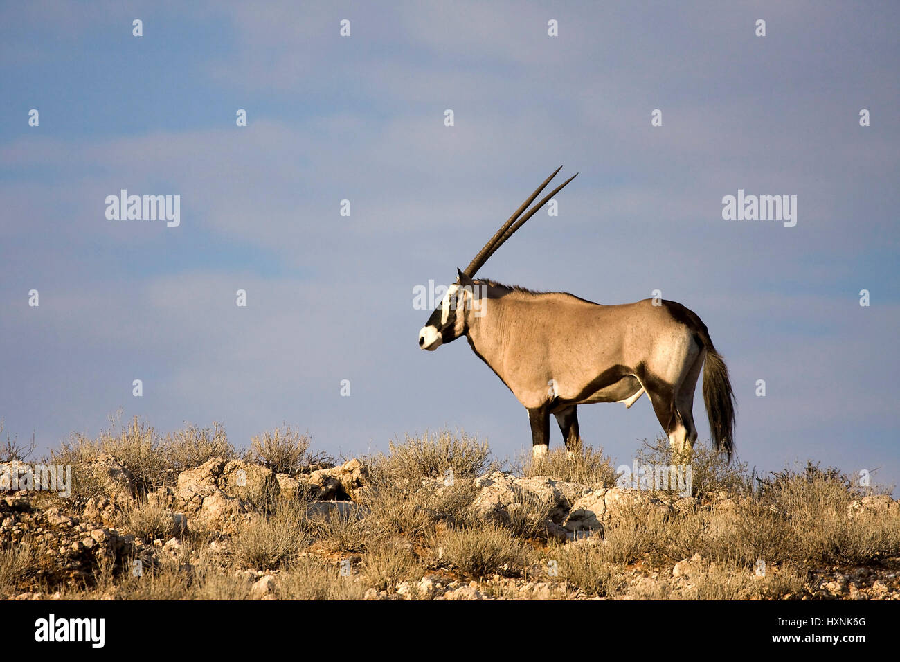 Spieß Ziege, Oryx Gazella g. - Oryx Gemsbok, Spiessbock | Oryx Gazella g. - Oryx Gemsbok Spiessbock Maennchen Kalahari Gemsbock NP, Suedafrika Stockfoto