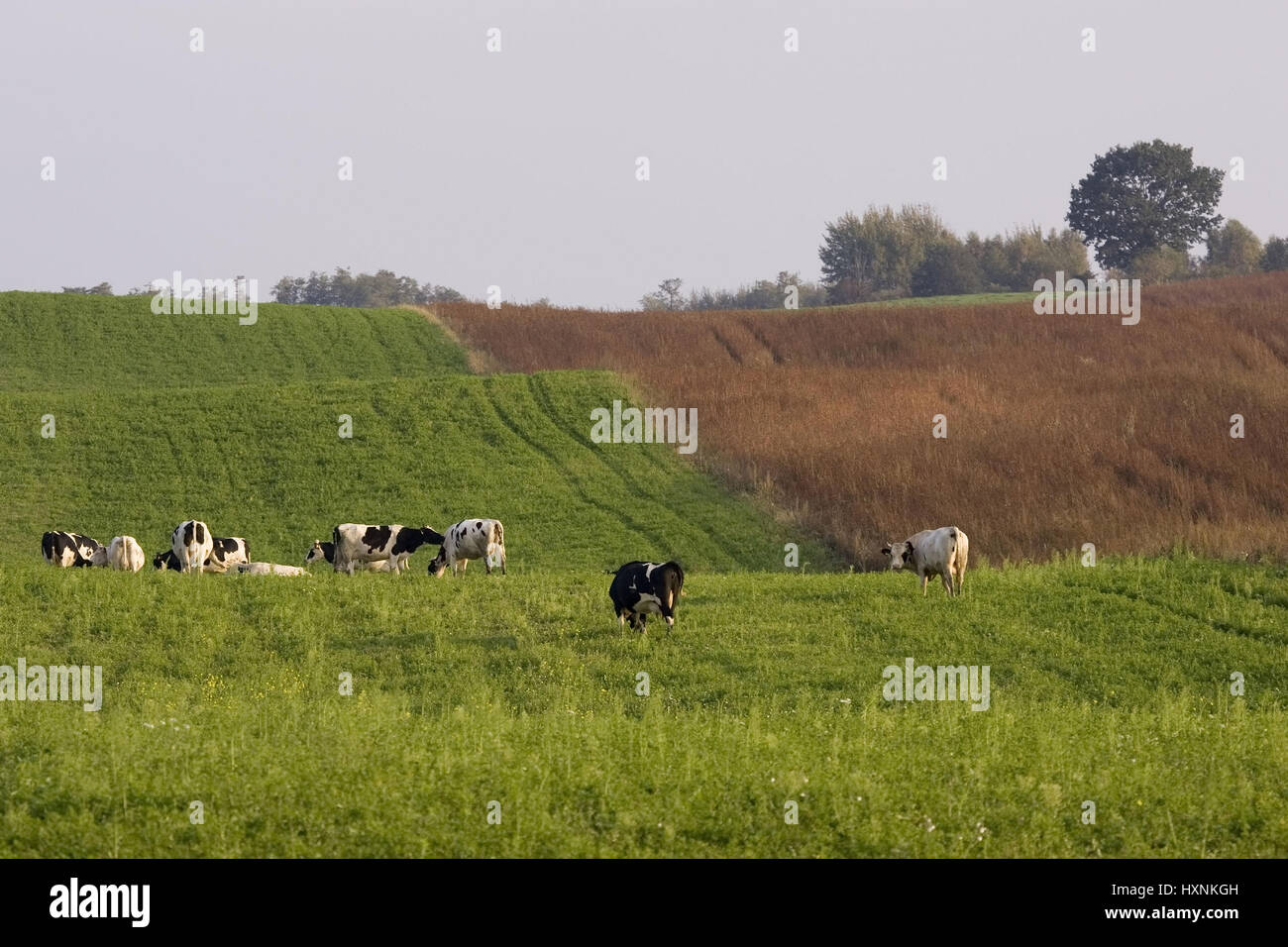 Kühe auf der Weide. Masuren Pole, Kühe Auf der Weide. Masuren-Polen Stockfoto