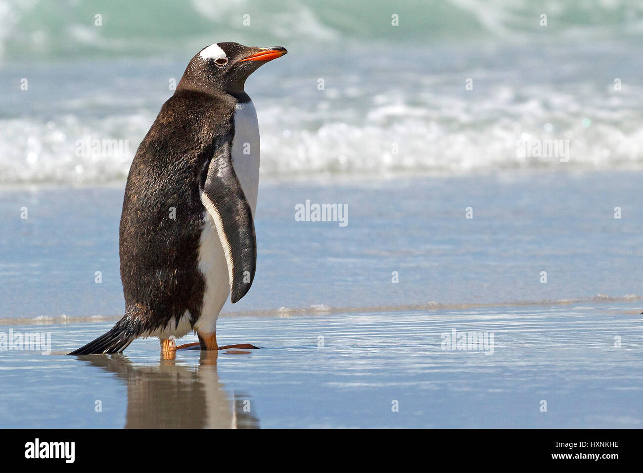 Esel-Pinguin - Antarktis, Eselspinguin - Antarktis Stockfoto