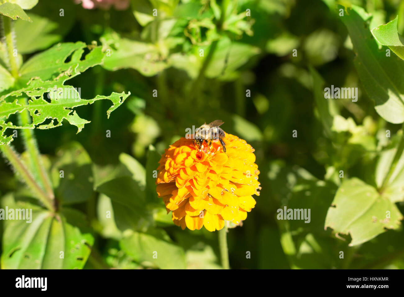 Honigbiene auf orange gelbe Blume mit Pollen sacs Stockfoto